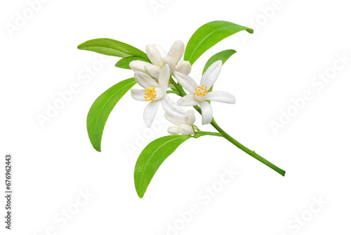 White orange tree flowers, buds and leaves branch isolated transparent png. Calamondin citrus blossom bunch. photo