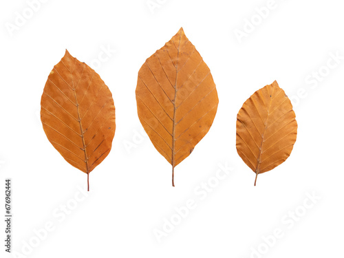 Beech tree autumn dry copper brown three leaves set isolated transparent png. Fagus sylvatica or european beech fall foliage.
