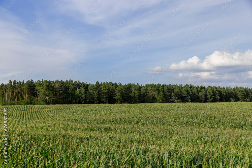 harvest corn for sale and income harvest corn for sale and income