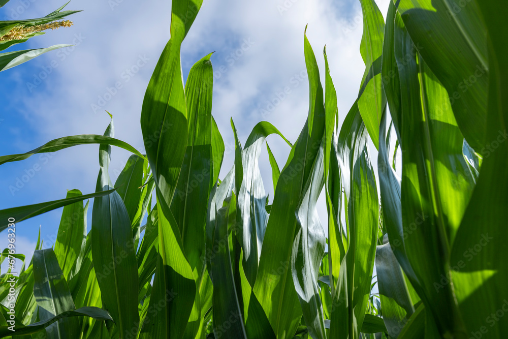 Obraz premium a field with green tall corn and corn cobs