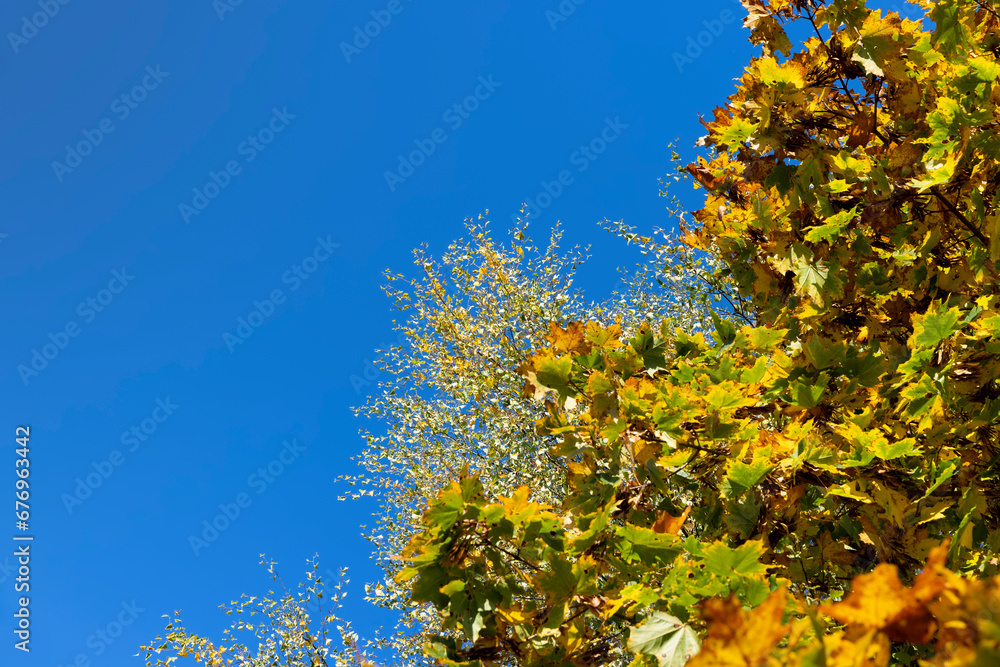 Yellowing maple foliage in the autumn season