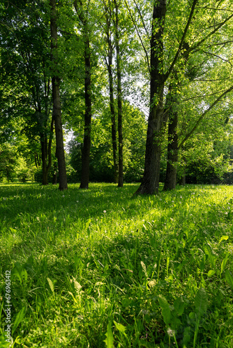 deciduous trees with green foliage in spring, green foliage