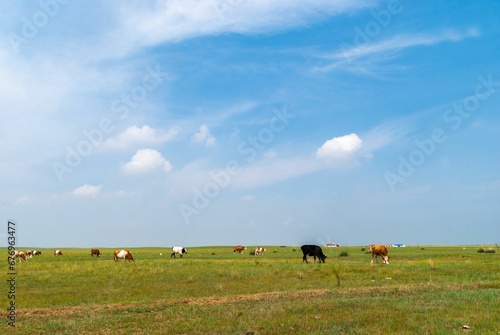 Landscape of the cows grazing in the green field