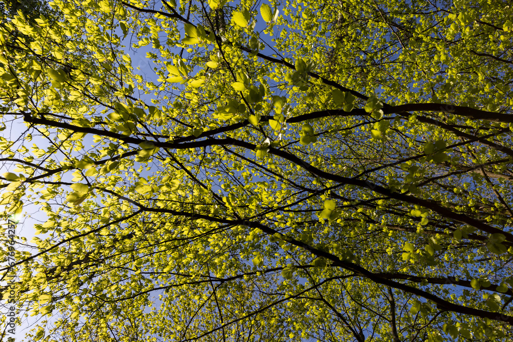 green foliage on hornbeam tree in spring bloom green foliage on hornbeam tree in spring bloom