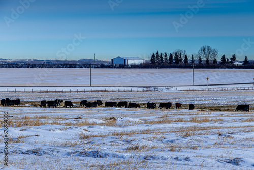 Snowy farmers fields, Rocky View County Alberta Canada