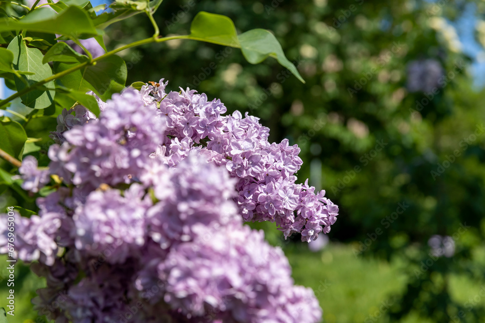 lilac flowers during flowering in spring park lilac flowers during flowering in spring park