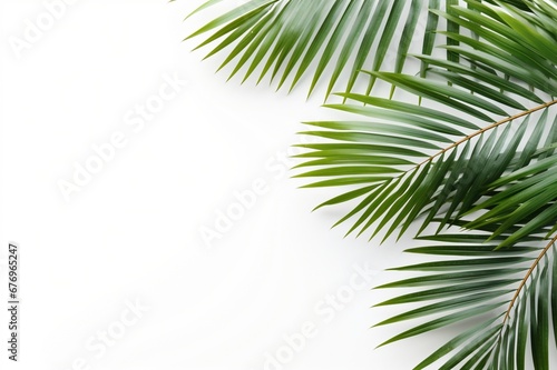Palm on a white background with space for naming and branding.