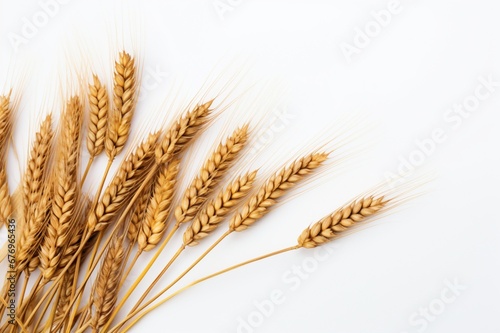 Wheat on a white background with space for naming and branding.