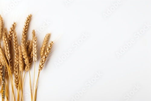 Wheat on a white background with space for naming and branding.