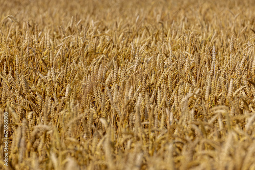 ready for harvesting dry wheat harvest