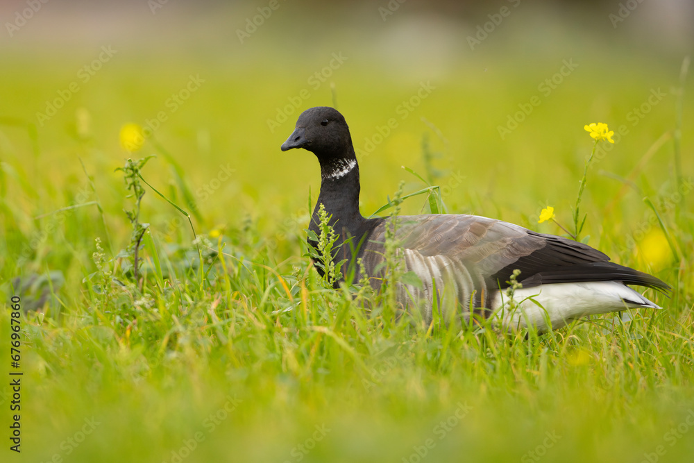 Bernikla obrożna (Branta bernicla)
