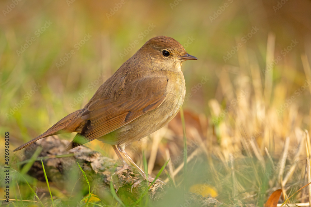 Fototapeta premium Słowik szary (Luscinia luscinia)