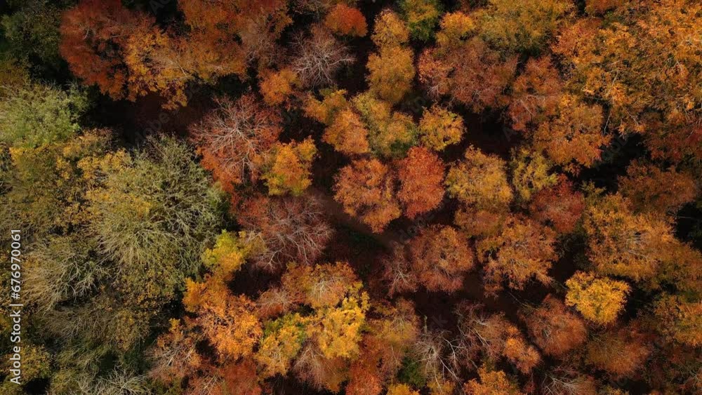 Top down aerial view of autumn forest Top down aerial view of autumn forest