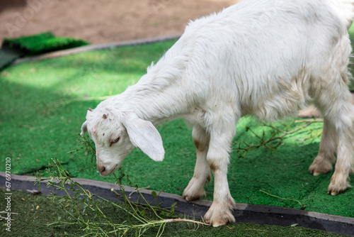 Cute small Saanen goat grazing on a plant root while standing on a green lawn