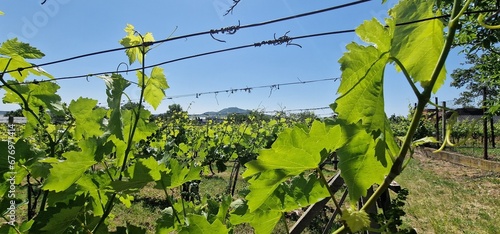 landscape of pálava mountains and nove mlyny reservoirs