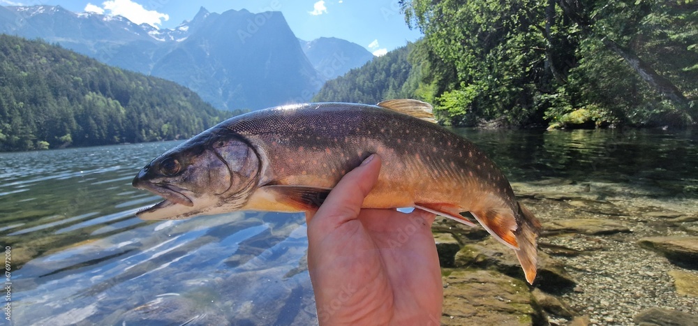 Arctic char or Arctic charr is a cold-water fish in the family Salmonidae, native to alpine lakes, as well as Arctic and subarctic coastal waters in the Holarctic Arctic char or Arctic charr is a cold-water fish in the family Salmonidae, native to alpine lakes, as well as Arctic and subarctic coastal waters in the Holarctic