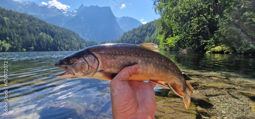 Arctic char or Arctic charr is a cold-water fish in the family Salmonidae, native to alpine lakes, as well as Arctic and subarctic coastal waters in the Holarctic photo