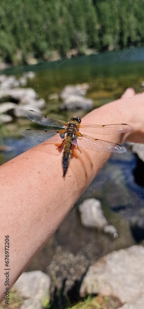 Obraz premium A dragonfly, a marvel of the insect world, graces the air with its iridescent wings and agile flight. With a body as delicate as it is resilient, the dragonfly maneuvers gracefully, showcasing its int