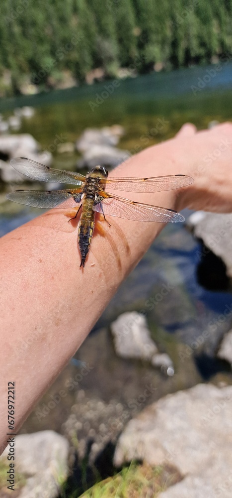 A dragonfly, a marvel of the insect world, graces the air with its iridescent wings and agile flight. With a body as delicate as it is resilient, the dragonfly maneuvers gracefully, showcasing its int A dragonfly, a marvel of the insect world, graces the air with its iridescent wings and agile flight. With a body as delicate as it is resilient, the dragonfly maneuvers gracefully, showcasing its int