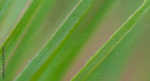 Plants Wallpaper Background