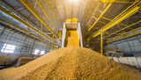 Loading process of wheat grain in elevator granary warehouse. Agro manufacturing plant equipment. Harvest time