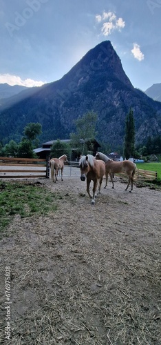 Horses on pasture in the Austrian Alps create a scene of bucolic beauty  where the majestic creatures graze freely against a backdrop of stunning alpine landscapes. The expansive meadows provide a nat