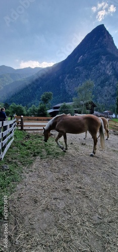 Horses on pasture in the Austrian Alps create a scene of bucolic beauty, where the majestic creatures graze freely against a backdrop of stunning alpine landscapes. The expansive meadows provide a nat
