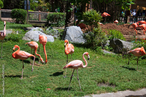 Billede på lærred Flamboyant colors of flamingo feeding in the sun at the Botanical Garden