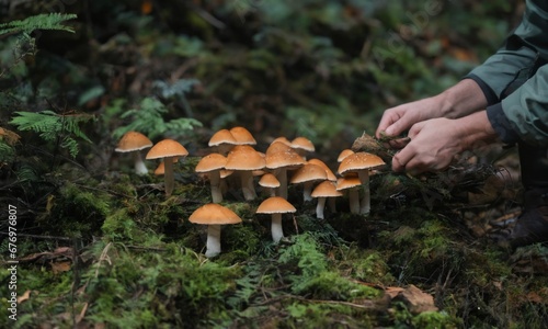 Close Up of Collecting Mushrooms