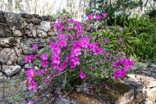 Swamp Azaleas blooming in the sunshine at the Ravine Gardens State Park photo