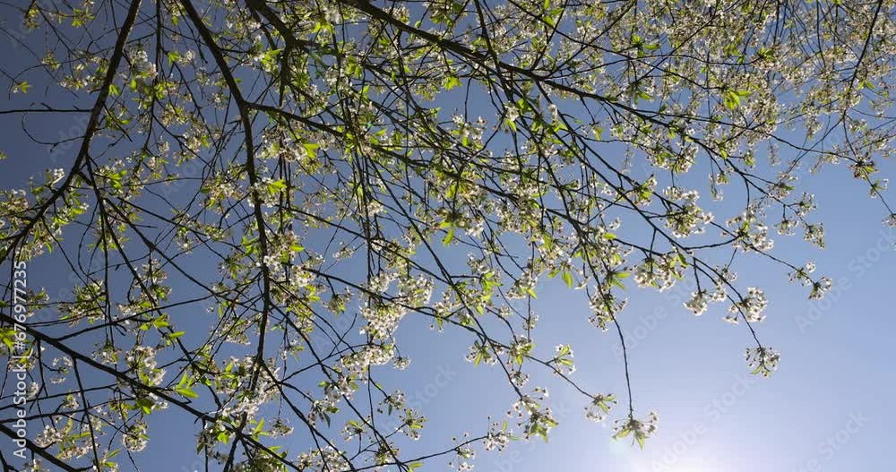 the first foliage on a cherry blossoming with white flowers in spring, sunny clear weather in an orchard with cherry blossoms the first foliage on a cherry blossoming with white flowers in spring, sunny clear weather in an orchard with cherry blossoms