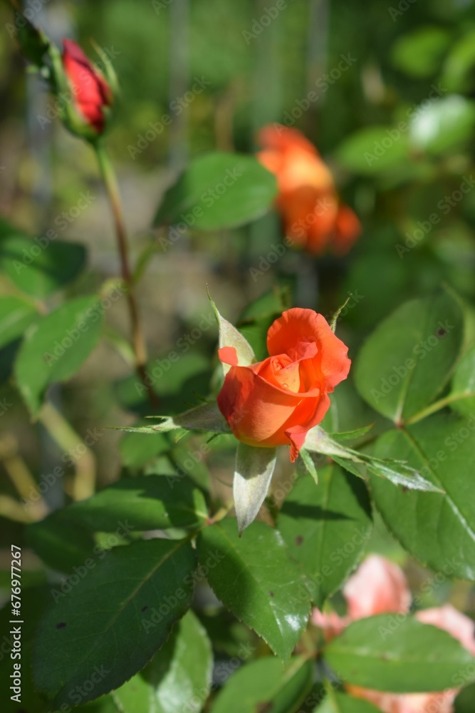 Fototapeta premium Selective focus of orange Garden roses with green leaves in the garden