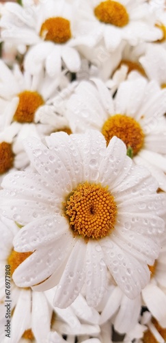 weiße Blume