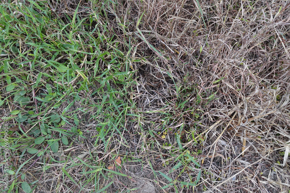 dry grass on lawn as nature background dry grass on lawn as nature background