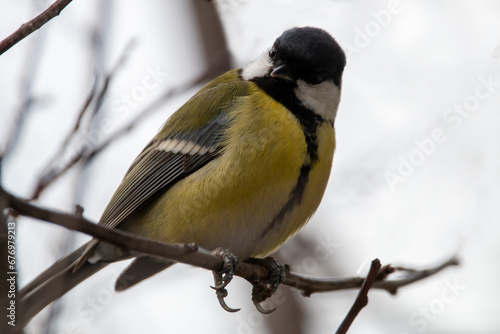 A great tit isolated on a branch of tree. Songbird with green, yellow, black and white colours. Parus major. © Bill Stefanis