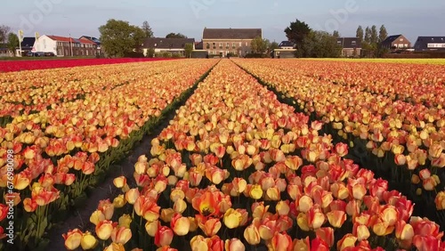 Field of orange flowers (Tulips) in de Zilk the Netherlands photo