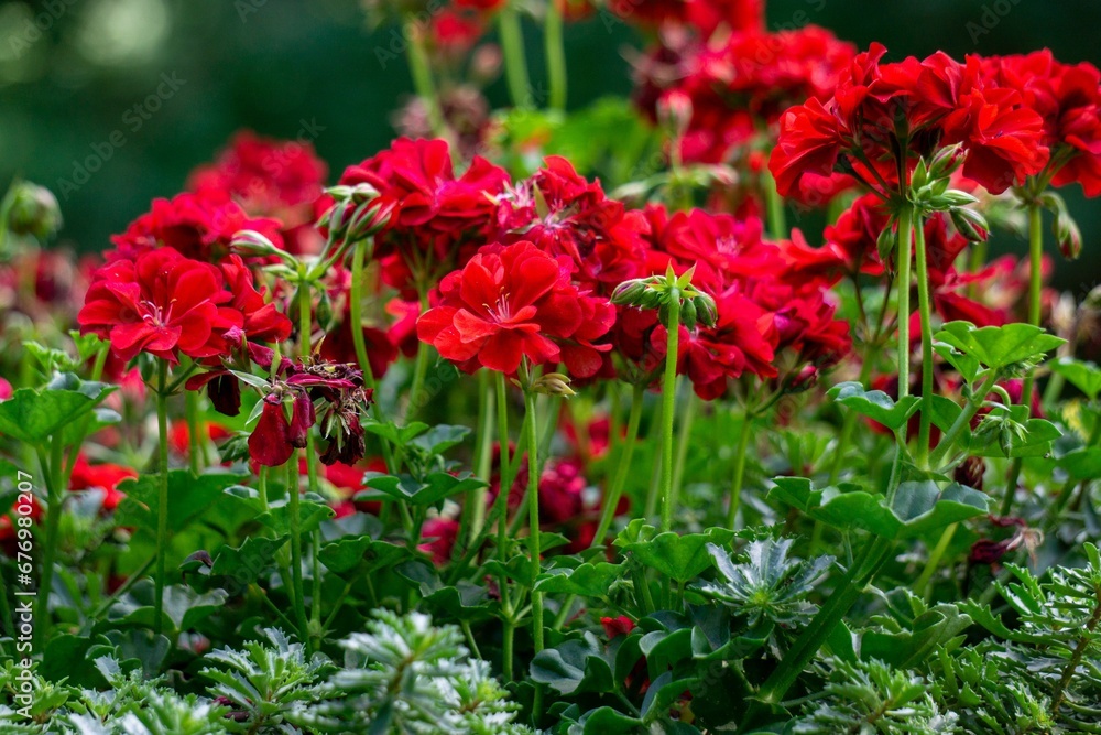 Red geraniums in the garden