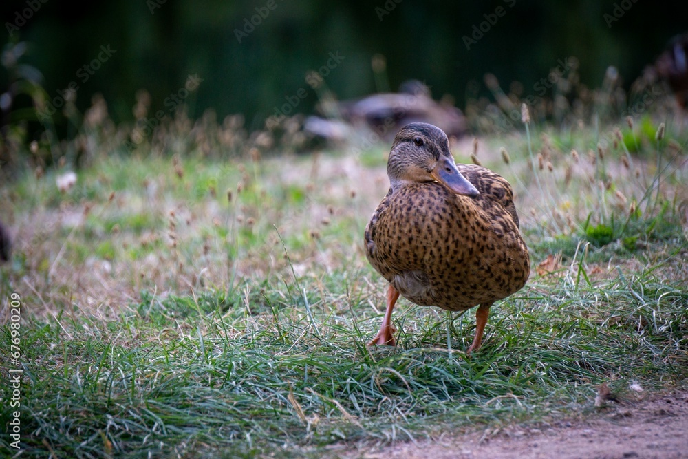 Selective focus shot of a mallard duck perched on grass Selective focus shot of a mallard duck perched on grass