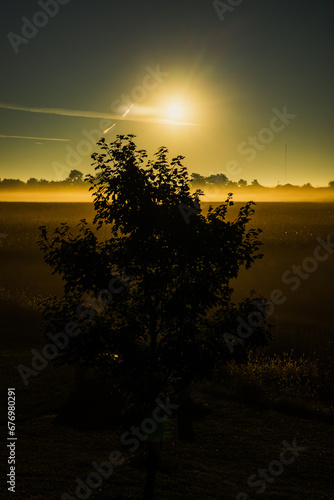 Sun rising on a foggy day with backlit tree 