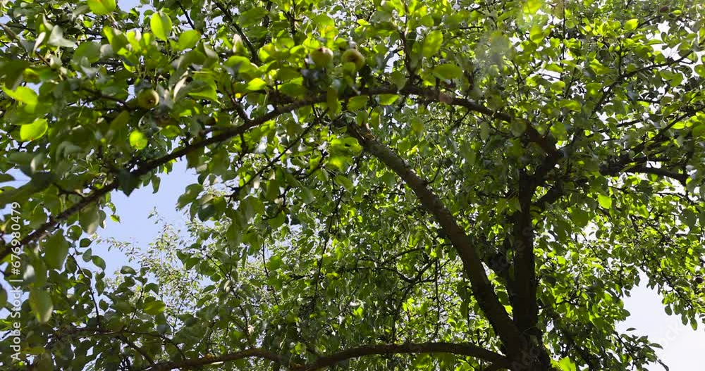 pear tree foliage in summer, green foliage on a pear tree in sunny weather pear tree foliage in summer, green foliage on a pear tree in sunny weather