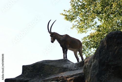 Brown mountain goat standing on rock