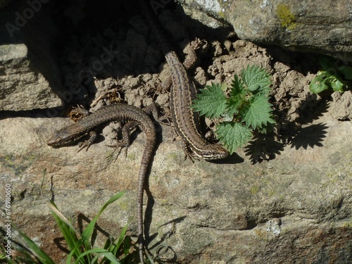 Closeup of lizards on rock
