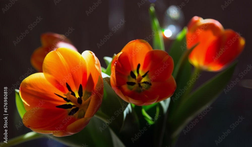 red and yellow tulip red and yellow tulip