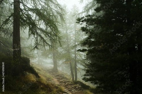 Beautiful forest with tall trees coated in mist