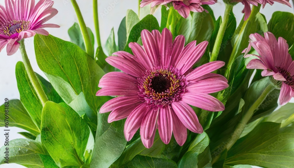 Splendeur végétale : Gerberas pourpres en pleine floraison