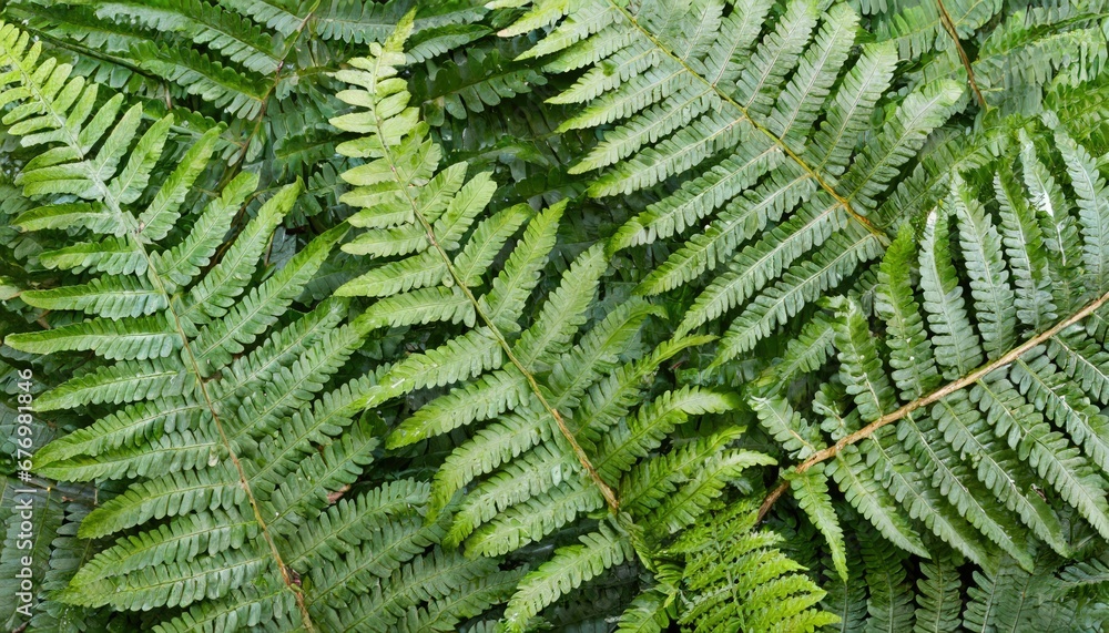 Émeraude de la nature: Feuilles de fougère vibrantes