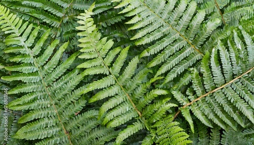 Obraz na płótnie Émeraude de la nature: Feuilles de fougère vibrantes w salonie