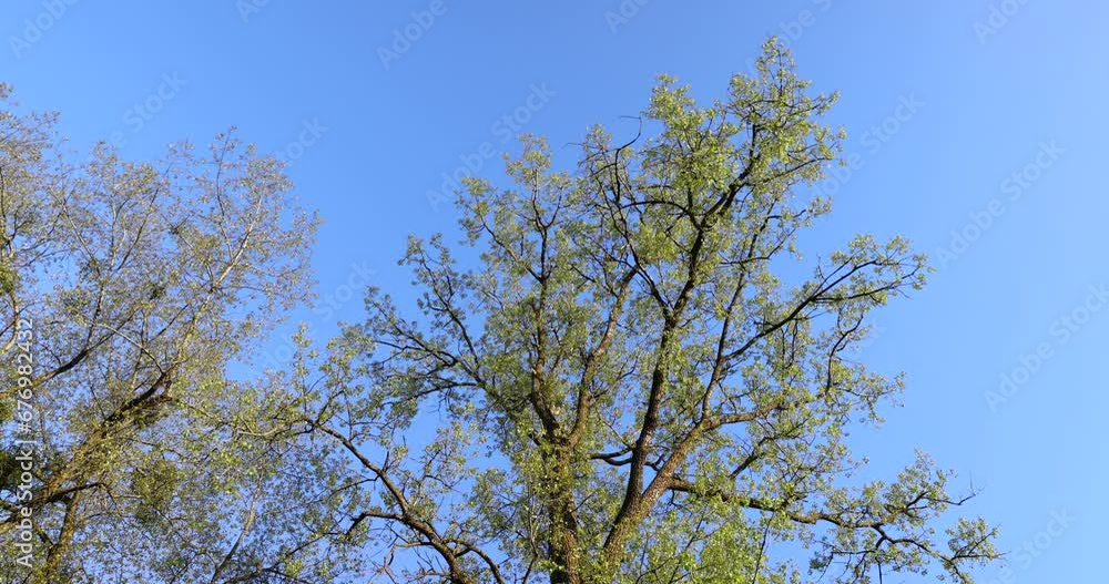 deciduous trees with green foliage in the spring season, sunny weather in the spring season in the park deciduous trees with green foliage in the spring season, sunny weather in the spring season in the park