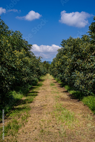 AVOCADO FARM NEAR MICHOACAN MEXICO