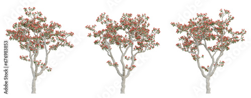 Old tree erythrina variegata on transparent background, png plant, 3d render illustration. photo